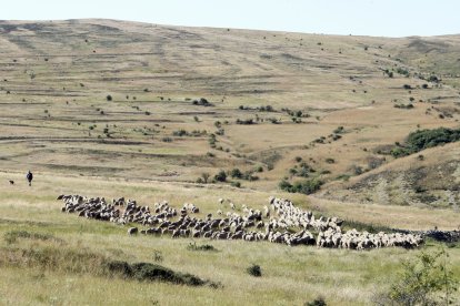 Ovejas trashumantes en Tierras Altas.