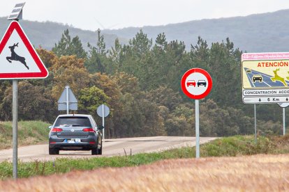 Señalización de tramo con accidentes viales por animales. - MARIO TEJEDOR