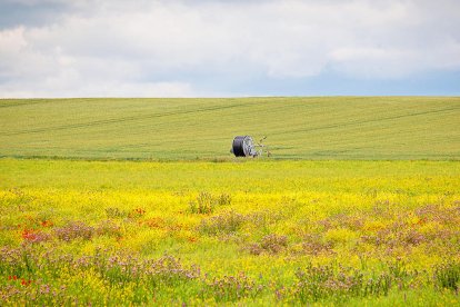 Campo de cultivo en la provincia