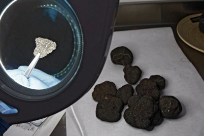 Trufas en un laboratorio.