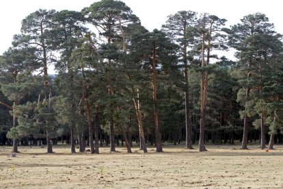 Inmediaciones del paraje de la Nava en Covaleda.