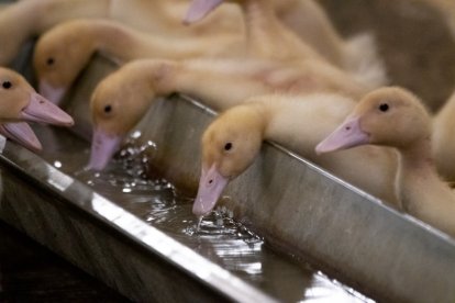 Patos comiendo.