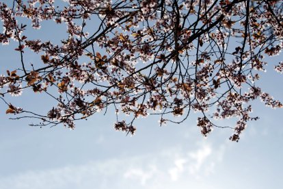 Las alergias ambientales en Soria más comunes son a las gramíneas y a las cupresáceas