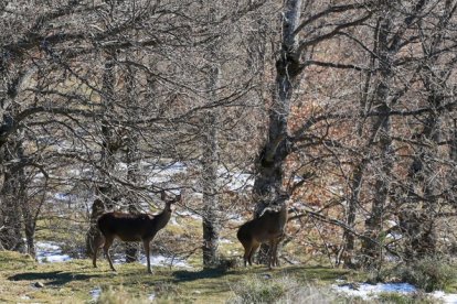 Corzos en un monte de Castilla y León.
