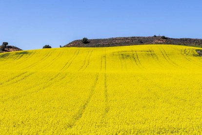 Campo de colza en Soria.