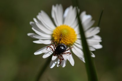 Una garrapata sobre una flor.