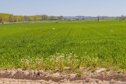 El campo soriano brota con fuerza