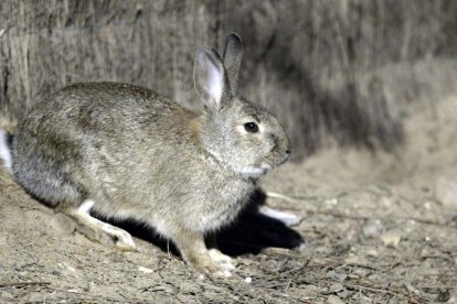 Conejo al aire libre.