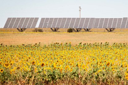 Placas solares junto a un campo de girasoles