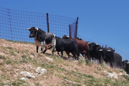 Los toros de la Saca en Brihuega.