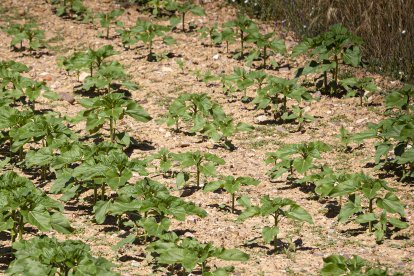 Campo de girasol en la Comunidad.