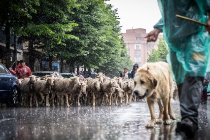 La lluvia ha acompañado a pastores y ovejas a su paso por la capital soriana