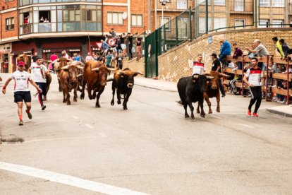 Novillos bajando hasta la plaza de toros.