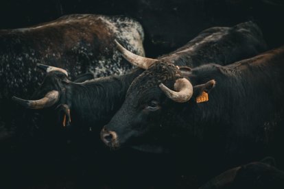 Toros hace un momento en los corrales de Cañada Honda.