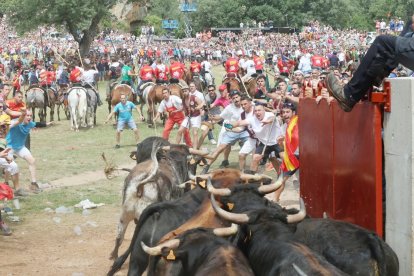 Salida de los toros de los corrales a las 12 horas del día de la Saca.