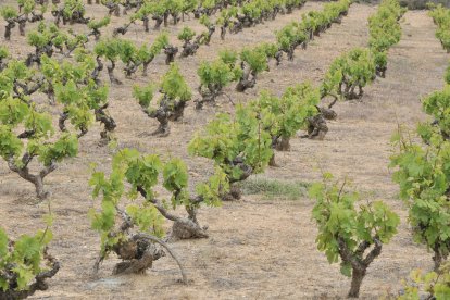 Viñas en la provincia de Soria.