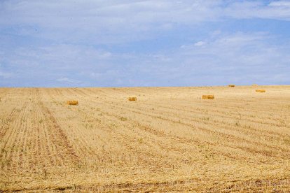 Campo cosechado en la zona de San Esteban de Gormaz.