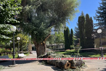 Parte de la rama del árbol caída el sábado en la dehesa permanecía este domingo en el suelo con la zona acordonada.