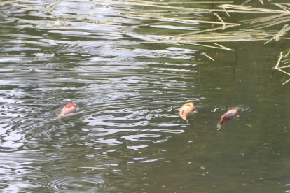 Carpines dorados en la Laguna Verde de Vinuesa.