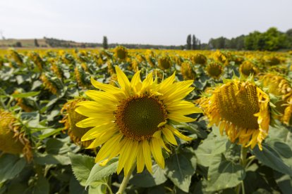 Finca de girasoles en Soria.