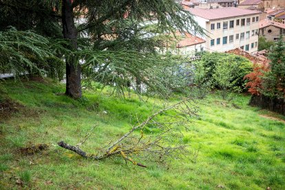 Rama caída de un árbol este lunes 7 en un parque de la capital.