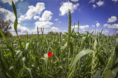 Cultivo en ecológico en la provincia de Soria.