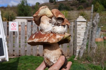 Los boletus nacidos en el sombrero de otro boletus, toda una curiosidad natural.