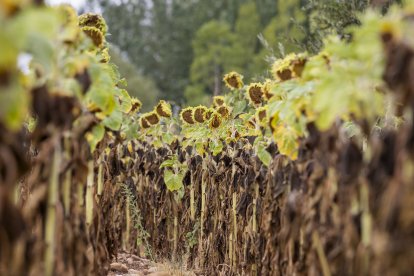 Finca de girasoles en la provincia.