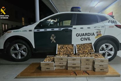 Tres denunciados en el Castro de Fuentidueña (Segovia) al portar 65 kilos de níscalos recolectados ilegalmente.