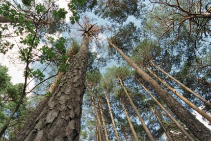 Bosque de pinos en la provincia de Soria.