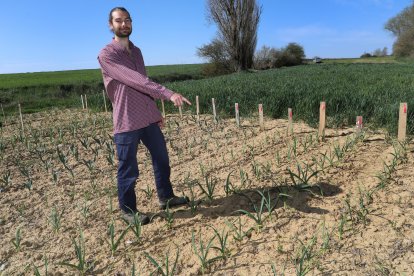 El capataz forestal, Emilio Medina Román, cultiva hortalizas de secano en Villalcazar de Sirga(Palencia) como parte del proyecto de recuperación y conservación de semillas, en la imagen su huerta de La Mielga donde ha cultivado diversas variedades de ajos.