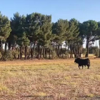 El toro fue visto en una zona boscosa momentos después de escaparse.