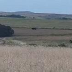 El toro fugado en Viana de Duero (Soria) cuando iba a ser subido a un camión camino del matadero fue finalmente abatido por un amigo del ganadero con permiso del mismo. Este jueves se puso fin a una fuga que le llevó a ser buscado por la Guardia Civil con patrullas a pie y un dron, a ser visto junto al bar de Alconaba... y a suponer un peligro para los vehículos que circulaban por la N-234, según apuntaron desde la Subdelegación del Gobierno en Soria. Finalmente, fue sacrificado para evitar accidentes.