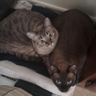 Dos gatos en un domicilio.