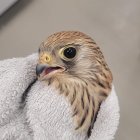 Los agentes medioambientales cuidaron hasta su recuperación a los animales