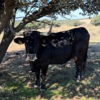 Una de las vacas serranas de José María Manchado que ha pasado la EHE.