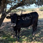 Una de las vacas serranas de José María Manchado que ha pasado la EHE.
