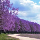 Árboles de paulownia.