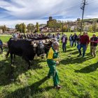Ganado y actividades tradicionales en una agradable mañana