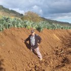 Los cardos llegan a alcanzar los dos metros de altura.