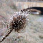 Valonsadero, Duruelo, Ucero y El Burgo, los más fríos de la provincia.