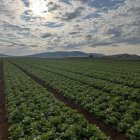 Florette produce en Soria el 25% de su producción veraniega.