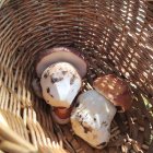 Recogiendo boletus en Soria.
