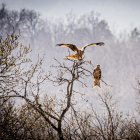 Una pareja de milanos posados en un árbol