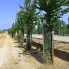 Plantación de olmos en Valonsadero.