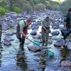 Agentes medioambientales realizando una jornada de pesca eléctrica en un río regional.-- LEONARDO DE LA FUENTE