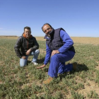Fernando Vargas y Carlos Castro, agricultores de la localidad palentina de Autillo de Campos, muestran el mal estado del cultivo de veza en su pueblo-ICAL