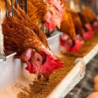 Las gallinas ponedoras, los pollos de engorde, las cerdas y los terneros pueden por norma meterse en jaulas. HDS