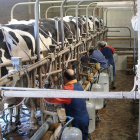 Trabajadores realizan labores de ordeño en una explotación de vacas frisonas de la Comunidad.-departamento producción animal Facultad Veterinaria de León