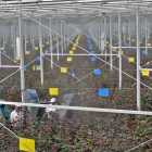 Trabajadores de Aleia Roses en las instalaciones de la empresa en Garray. MARIO TEJEDOR